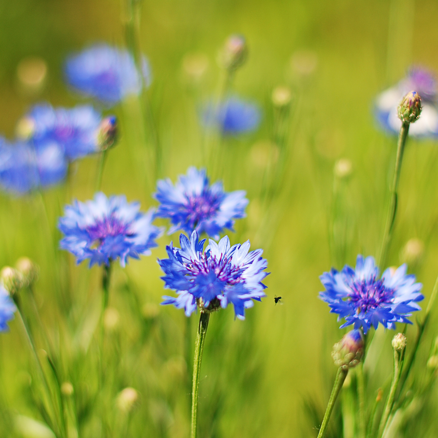Pollinatörsbomber – Blossombs blomsterbomber (1-, 2- eller 4-pack)