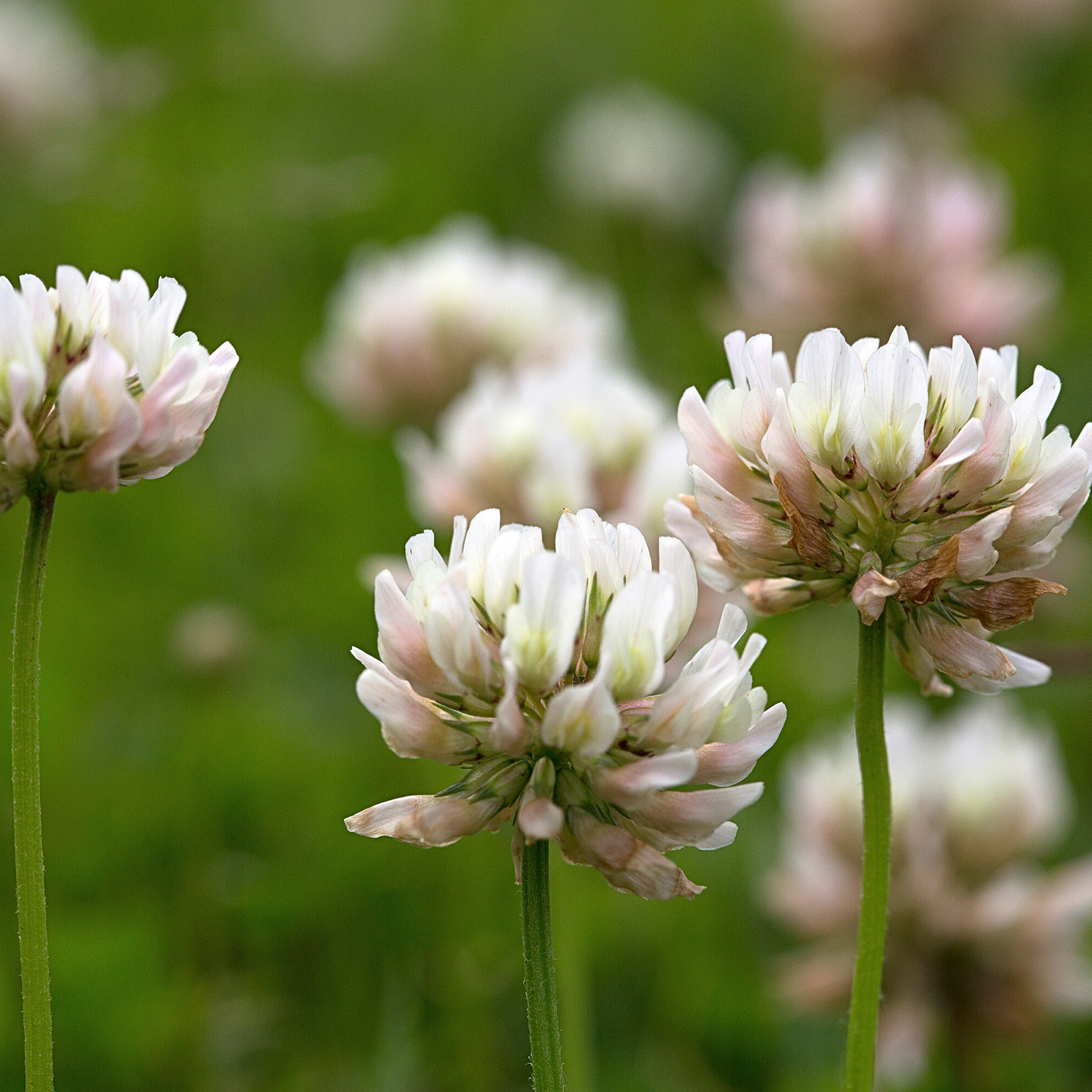 Pollinatörsbomber – Blossombs blomsterbomber (1-, 2- eller 4-pack)