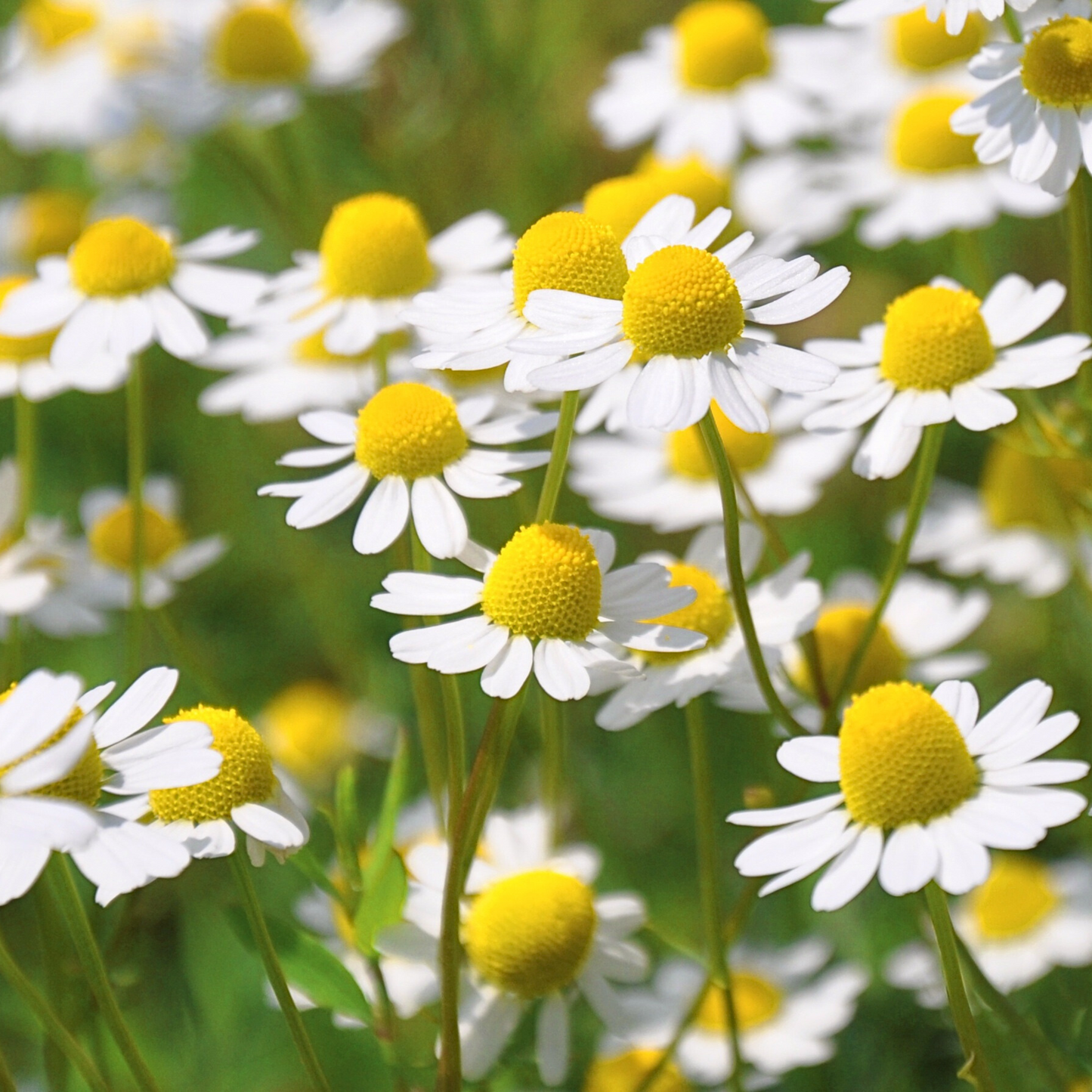 Pollinatörsbomber – Blossombs blomsterbomber (1-, 2- eller 4-pack)