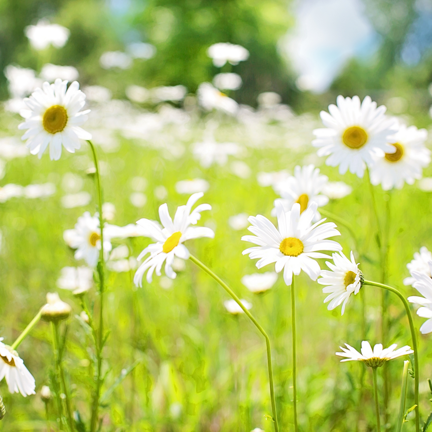 Pollinatörsbomber – Blossombs blomsterbomber (1-, 2- eller 4-pack)