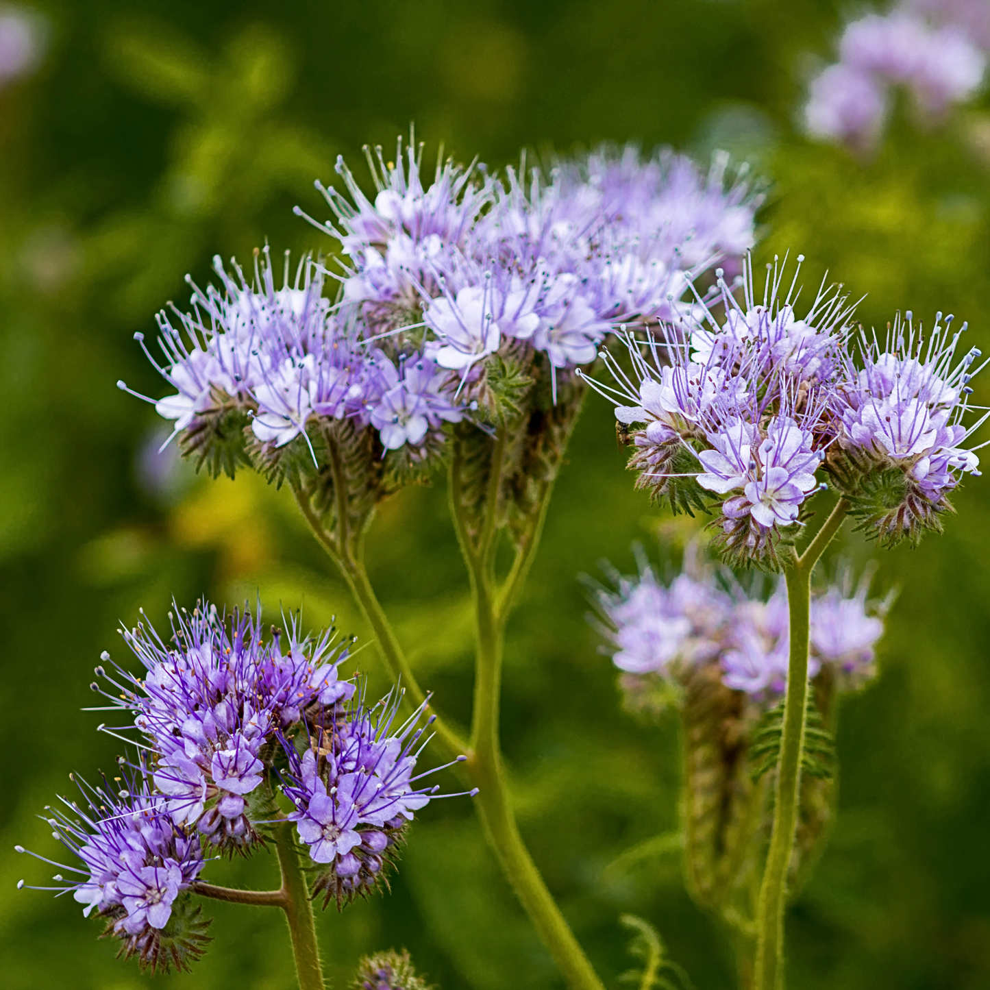 Pollinatörsbomber – Blossombs blomsterbomber (1-, 2- eller 4-pack)