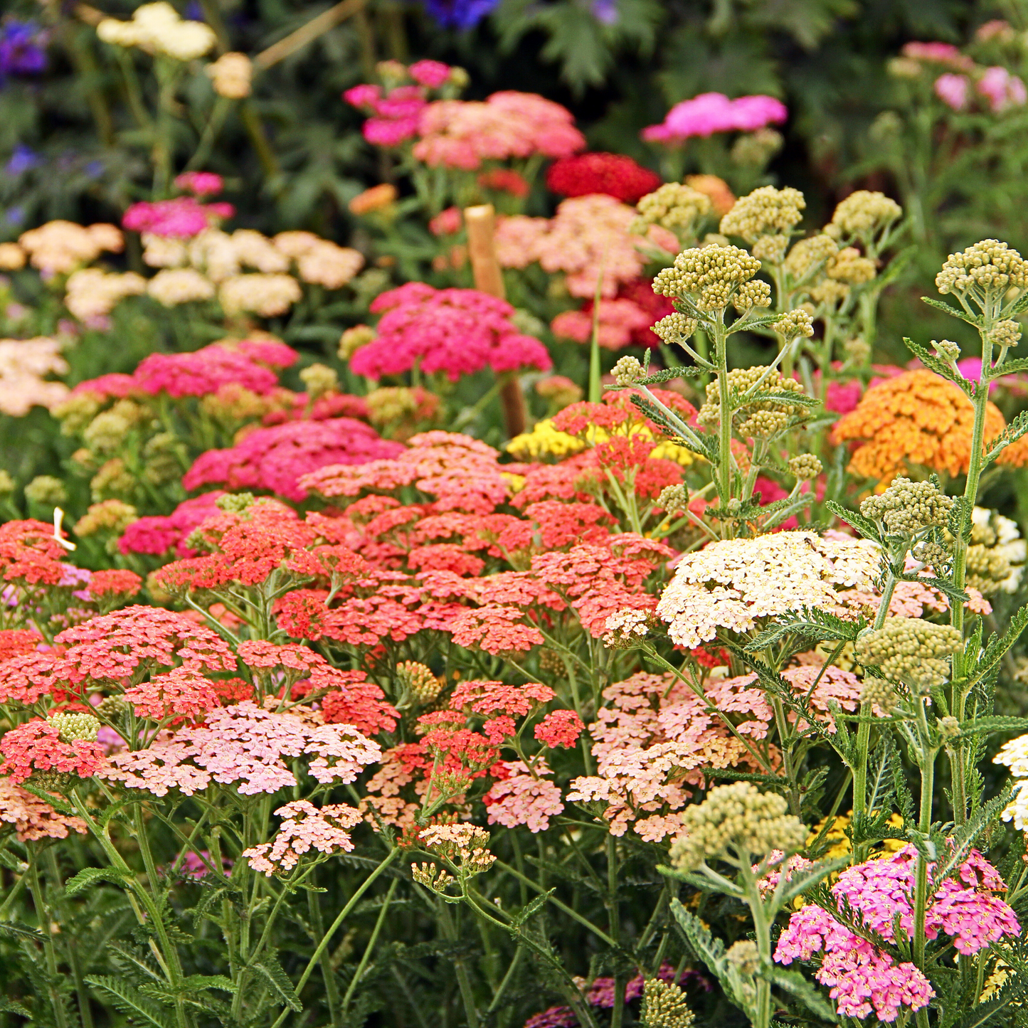Pollinatörsbomber – Blossombs blomsterbomber (1-, 2- eller 4-pack)