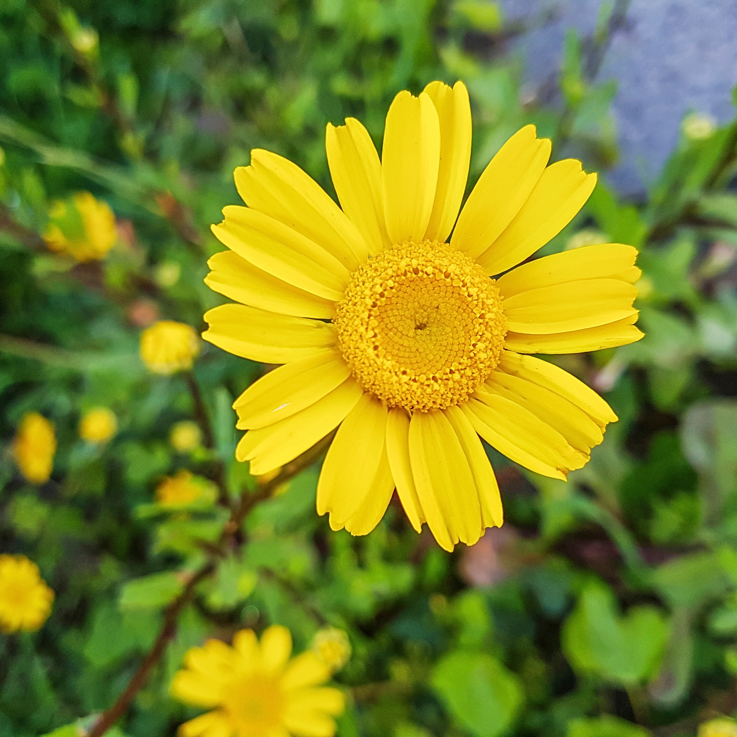Pollinatörsbomber – Blossombs blomsterbomber (1-, 2- eller 4-pack)