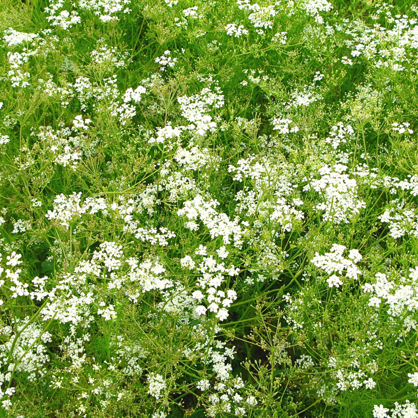 Pollinatörsbomber – Blossombs blomsterbomber (1-, 2- eller 4-pack)