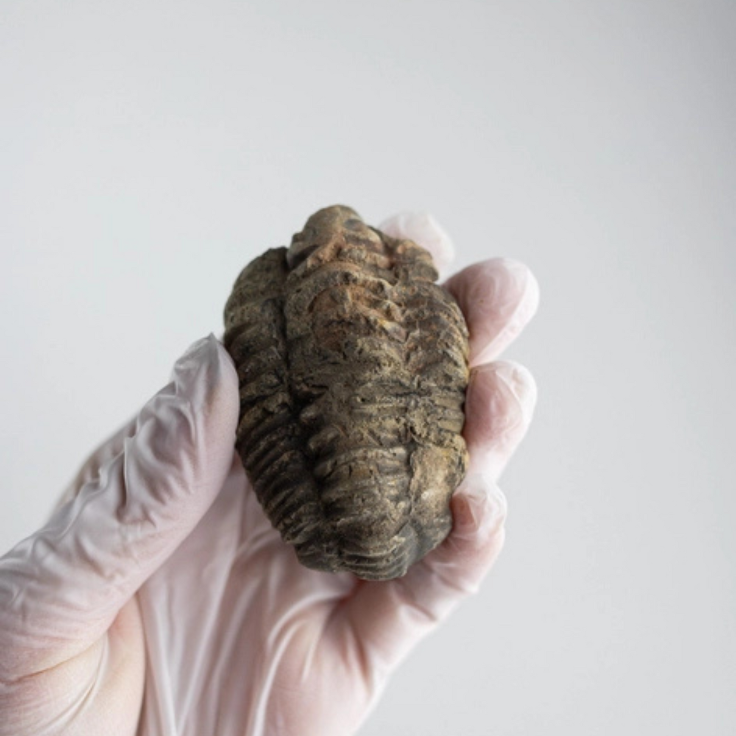 Fossil – Trilobit (Flexicalymene)