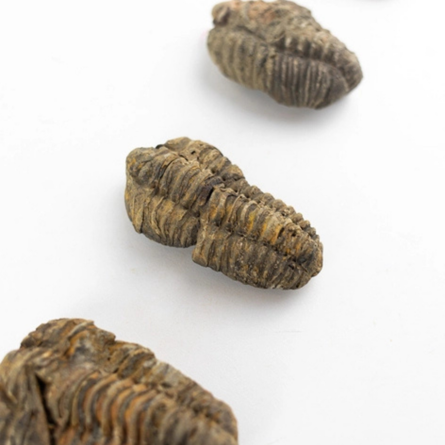 Fossil – Trilobit (Flexicalymene)