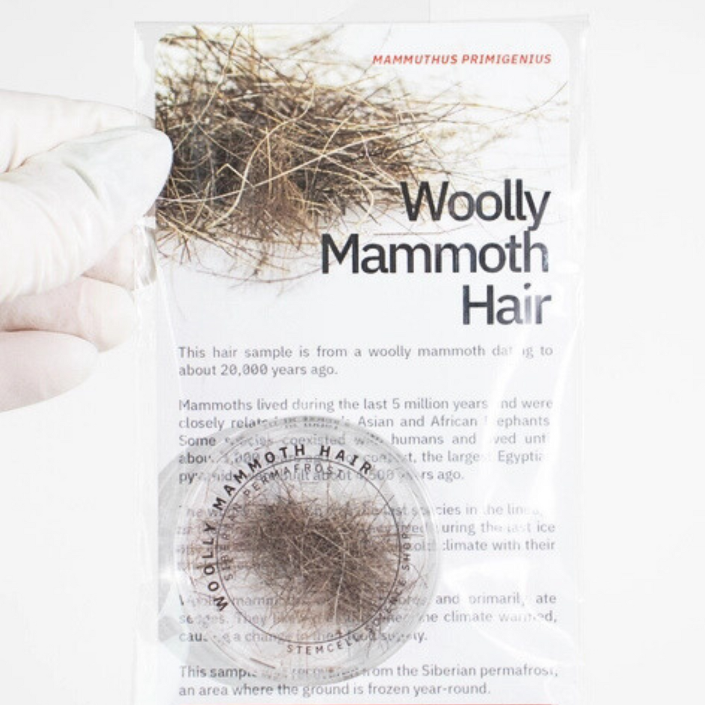 Fossil - Mammuthår