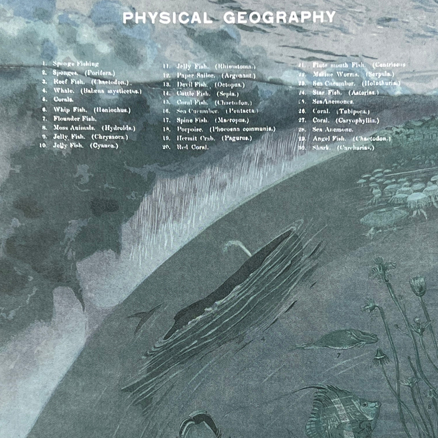Närbild av baksidan på anteckningsboken Havsplanet med namngivna fiskar och korallarter under rubriken Physical Geography.