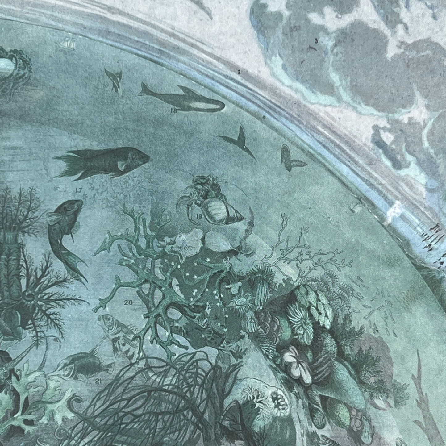 Närbild av framsidan på anteckningsboken Havsplanet med detaljerade illustrationer av fiskar, koraller och alger.