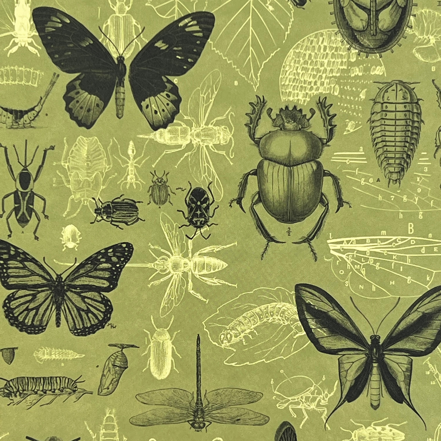 Närbild av framsidan på anteckningsboken Insekter med illustrationer av fjärilar, skalbaggar, trollsländor och andra småkryp mot ljusgrön bakgrund.