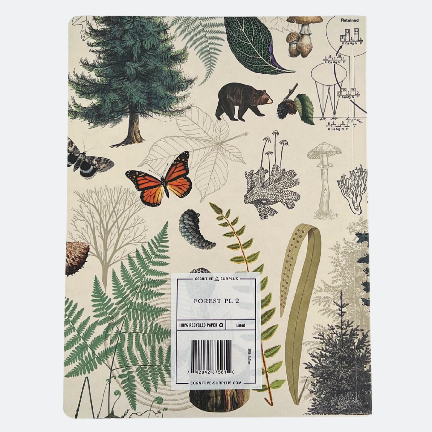 Baksida av anteckningsboken Skogsmark med illustrationer av björn, träd, svampar, fjärilar, ormbunkar och botaniska diagram mot ljus bakgrund.