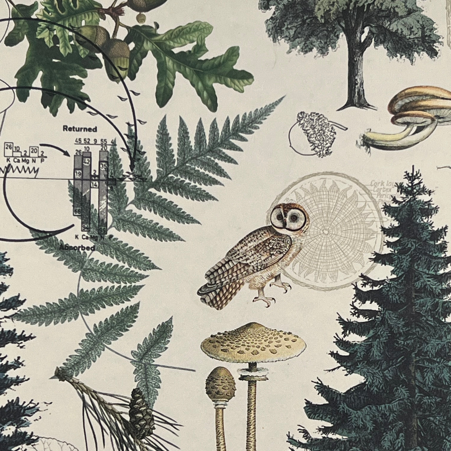Närbild av framsidan på anteckningsboken Skogsmark med detaljerade illustrationer av ormbunkar, svampar, en uggla och träd mot ljus bakgrund.