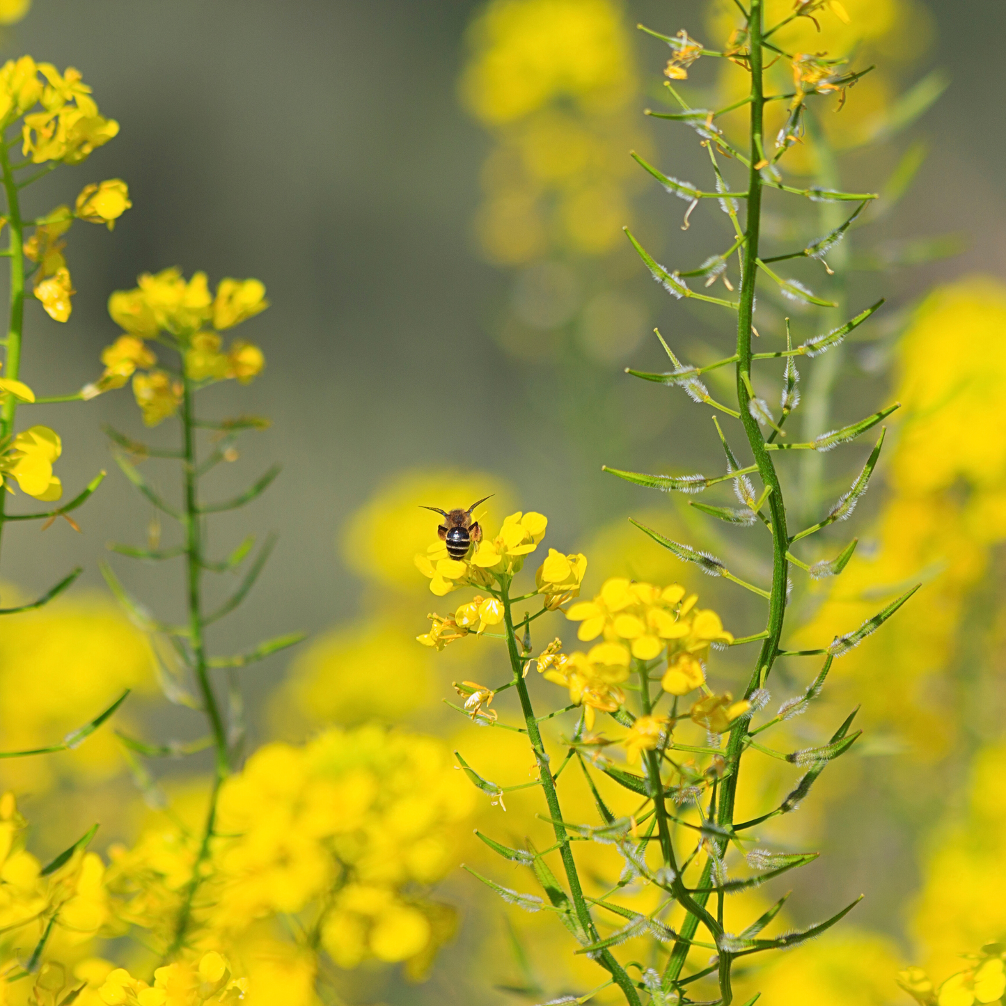 Pollinatörsbomber – Blossombs blomsterbomber (1-, 2- eller 4-pack)