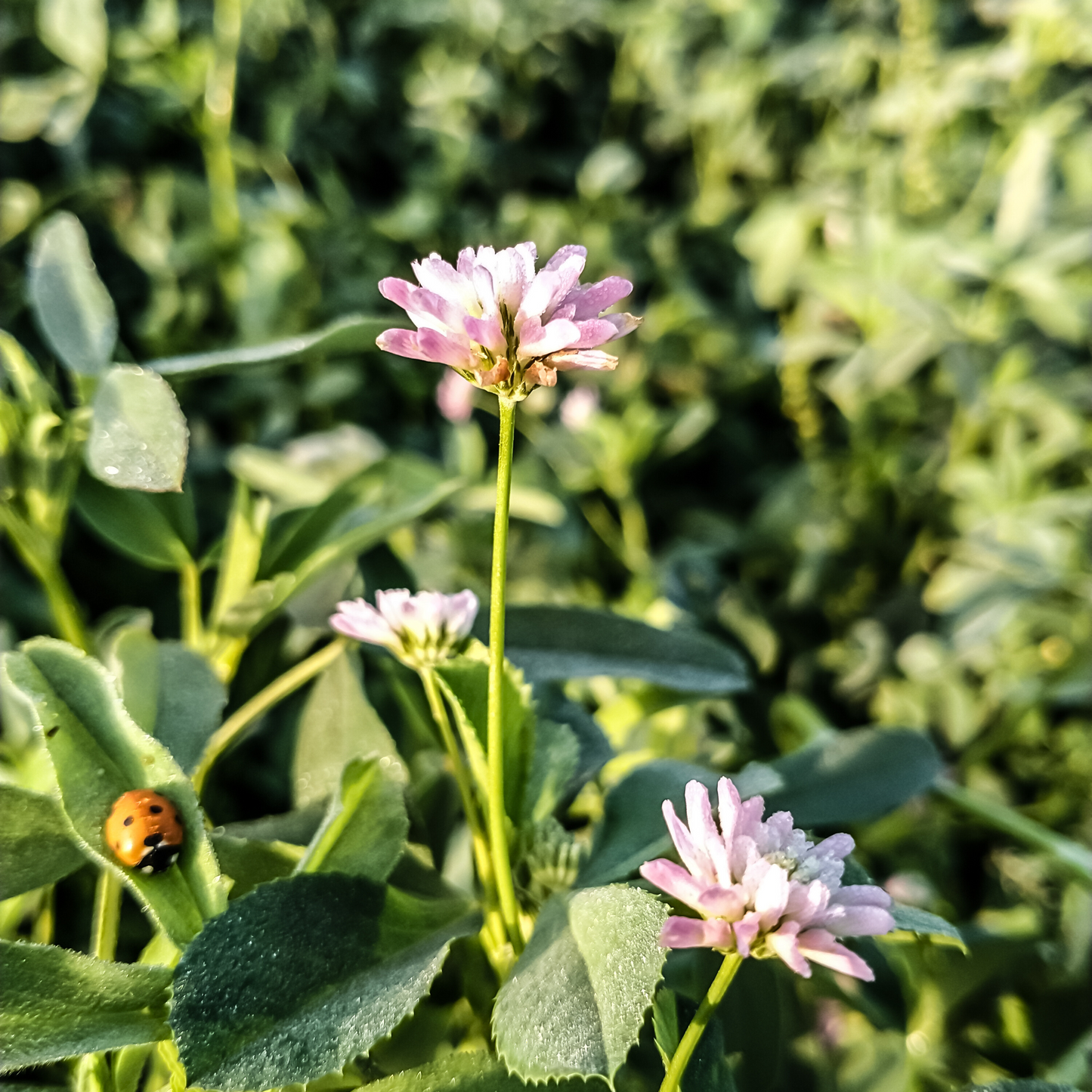 Pollinatörsbomber – Blossombs blomsterbomber (1-, 2- eller 4-pack)