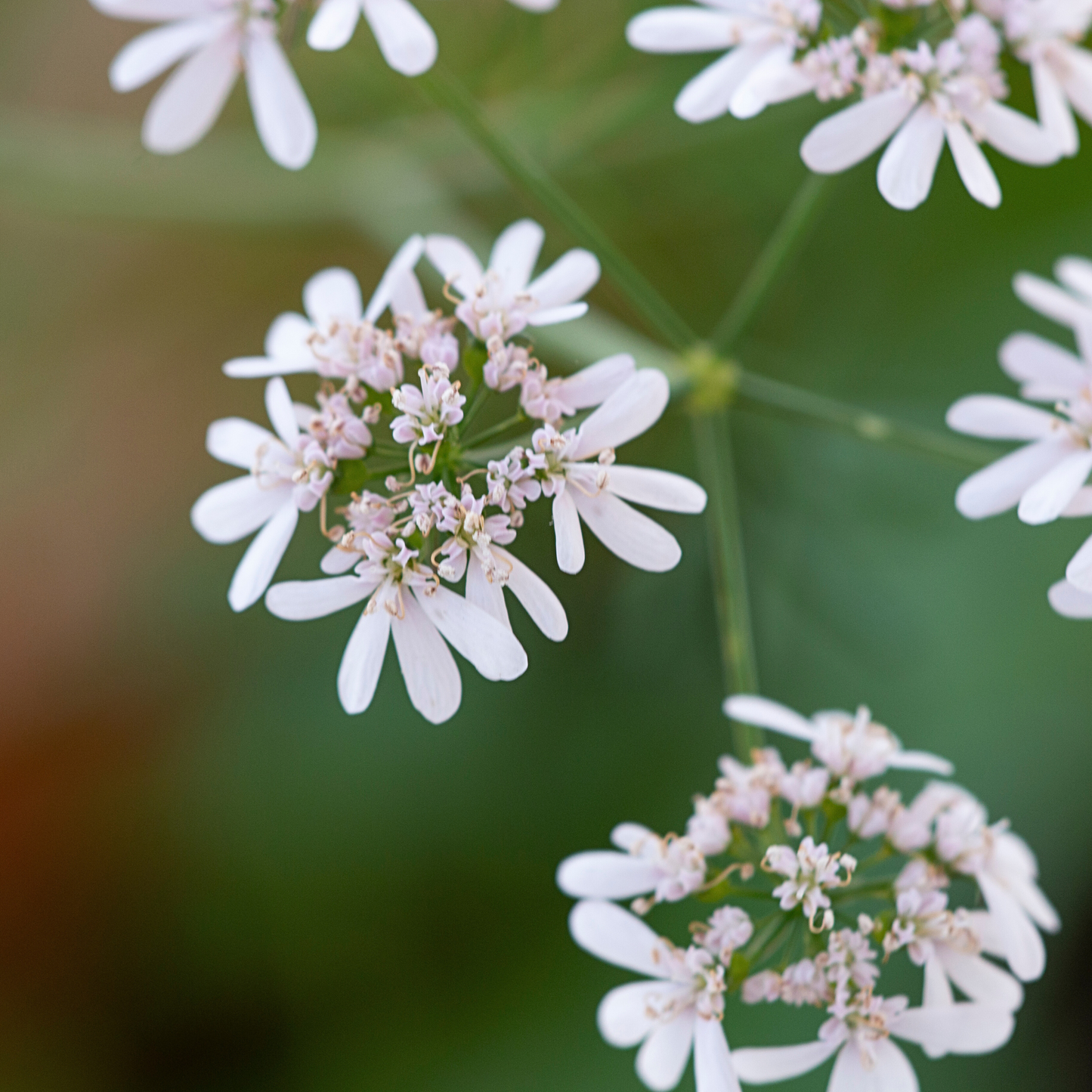 Pollinatörsbomber – Blossombs blomsterbomber (1-, 2- eller 4-pack)
