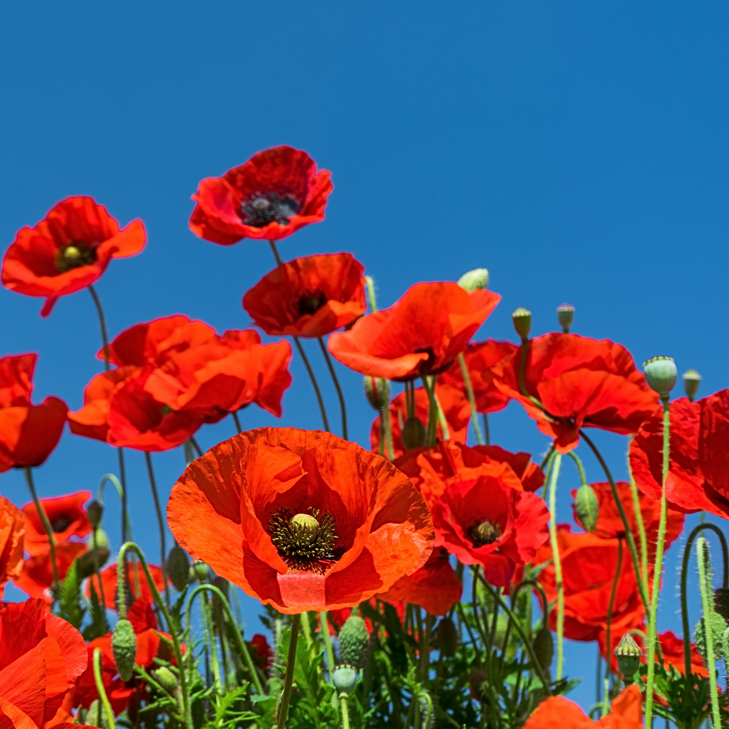 Pollinatörsbomber – Blossombs blomsterbomber (1-, 2- eller 4-pack)