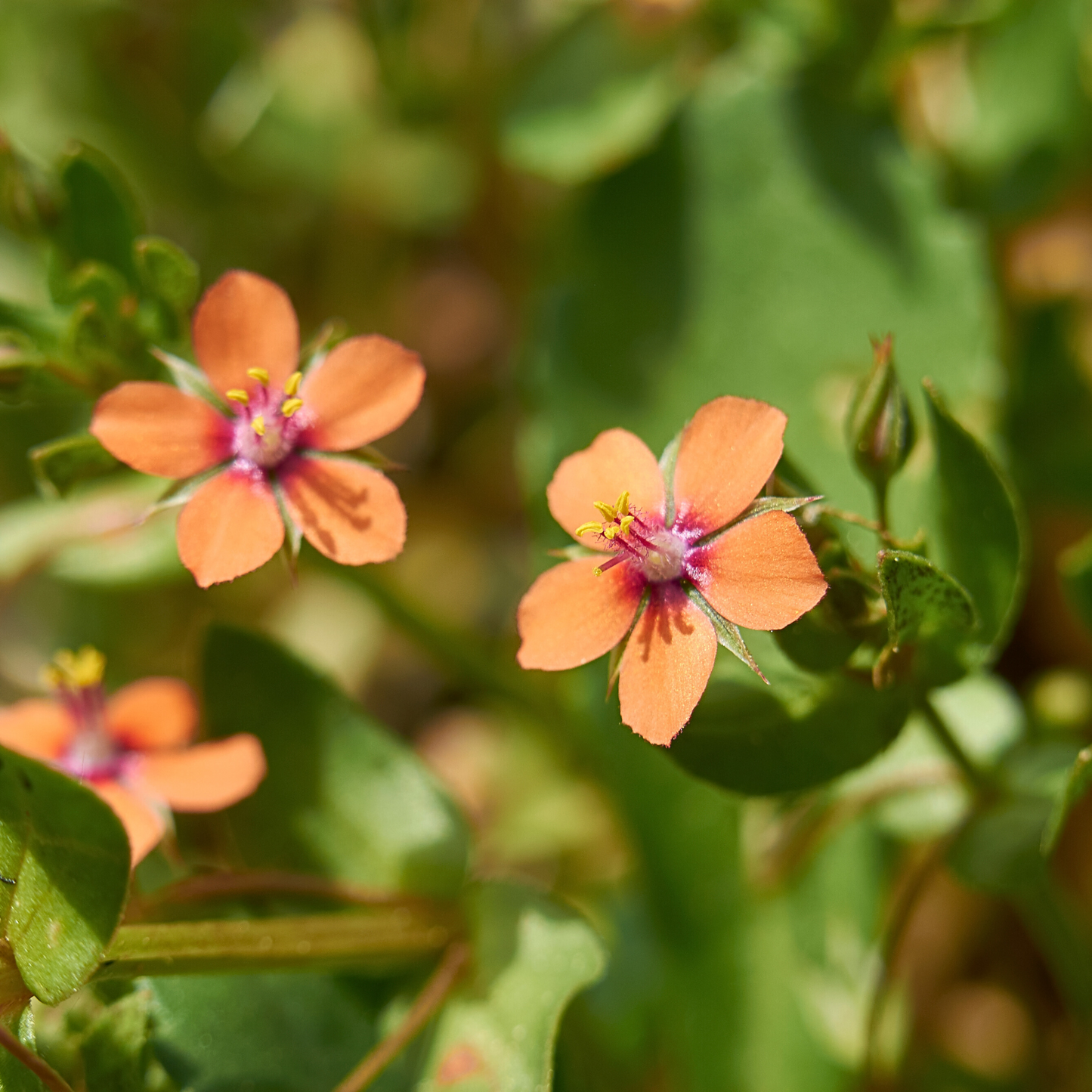 Pollinatörsbomber – Blossombs blomsterbomber (1-, 2- eller 4-pack)