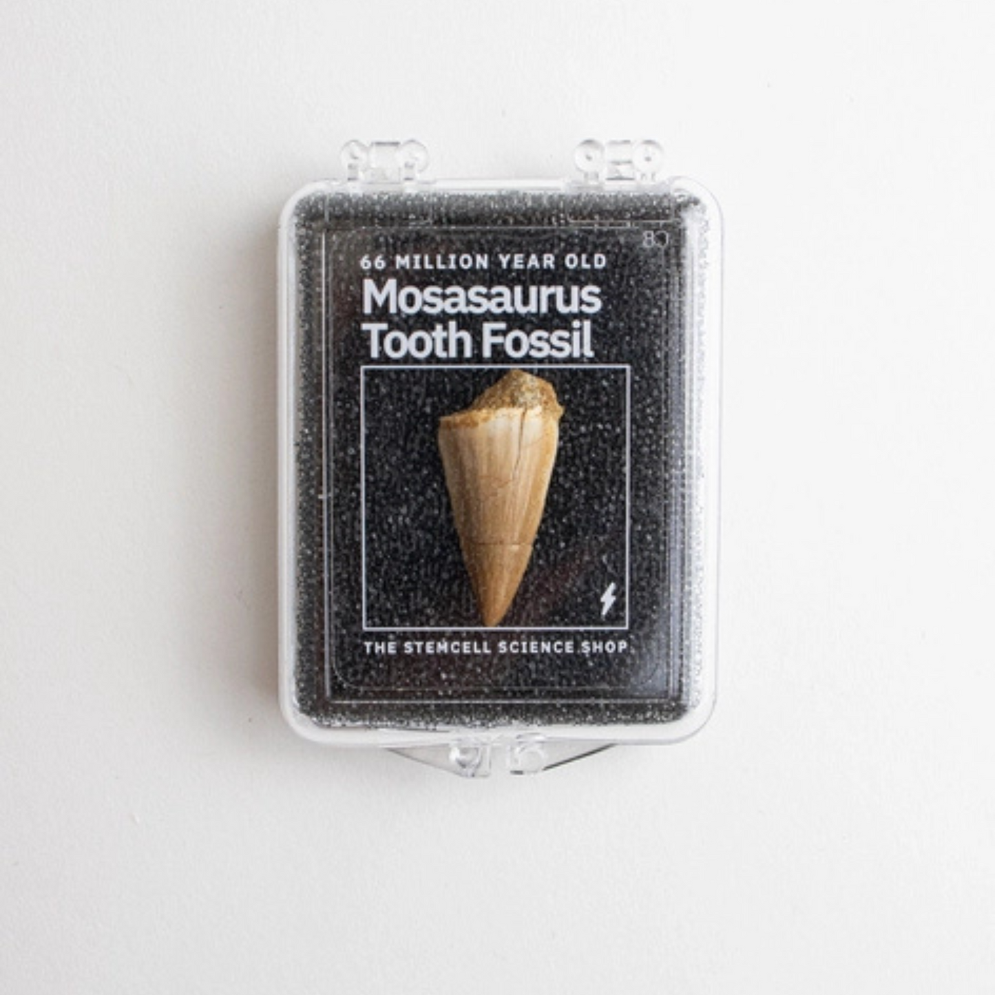 Fossil - Mosasaurustand