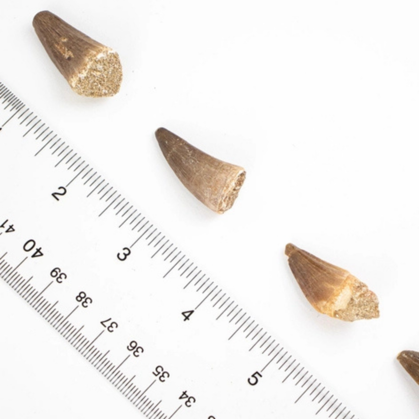 Fossil - Mosasaurustand