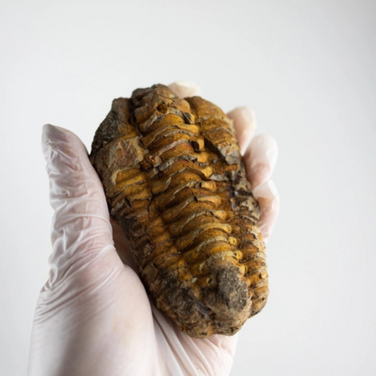 Fossil – Trilobit (Flexicalymene)