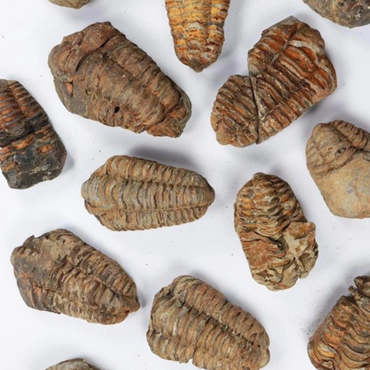 Fossil – Trilobit (Flexicalymene)