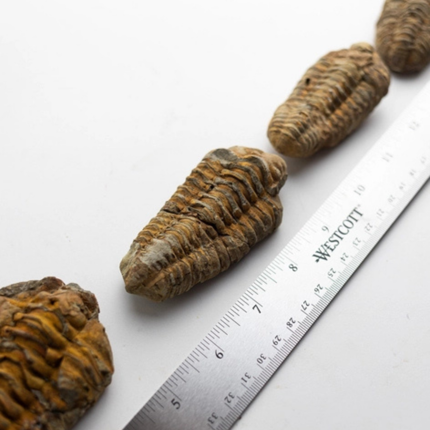 Fossil – Trilobit (Flexicalymene)