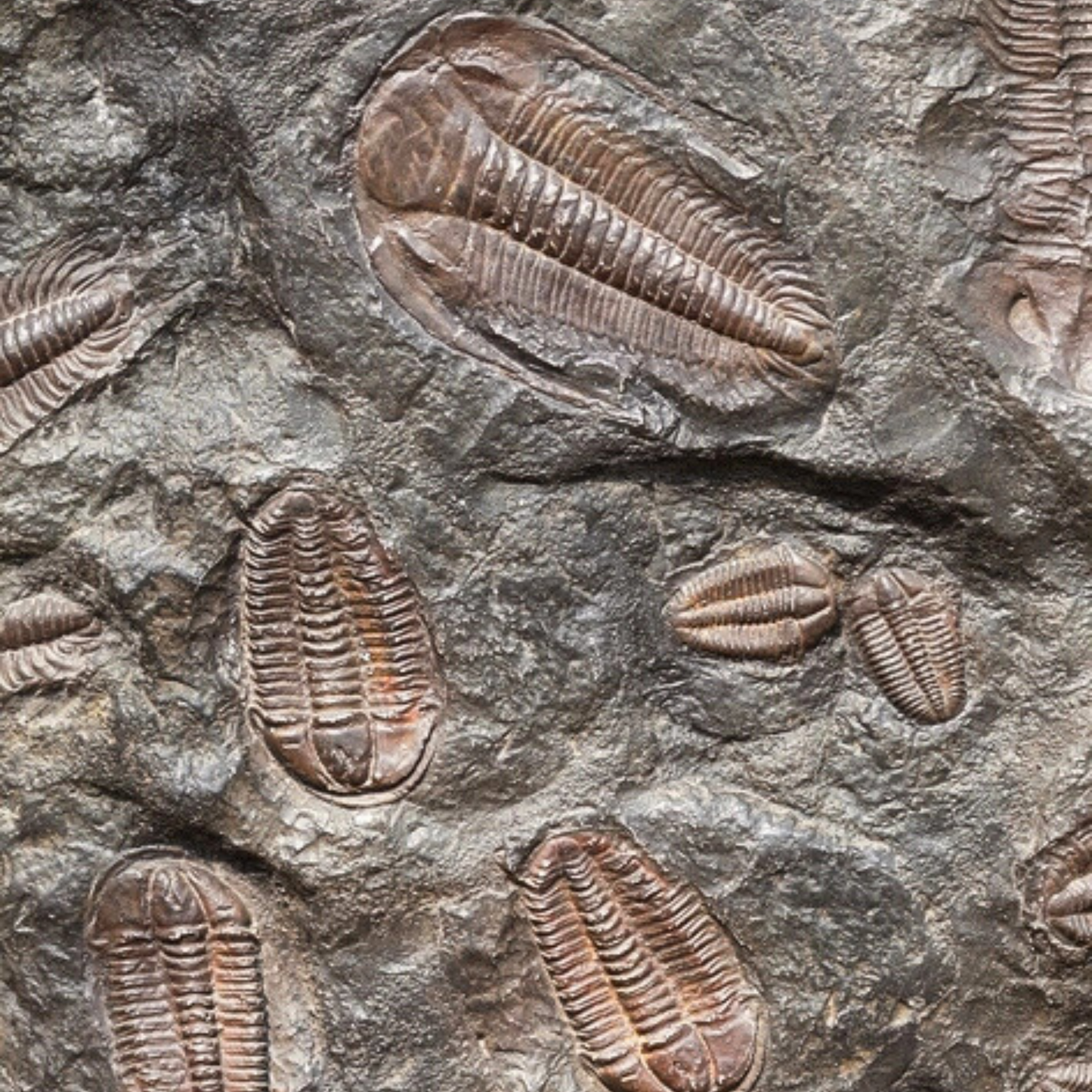 Fossil – Trilobit (Flexicalymene)