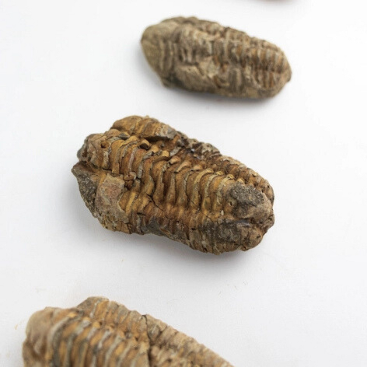 Fossil – Trilobit (Flexicalymene)