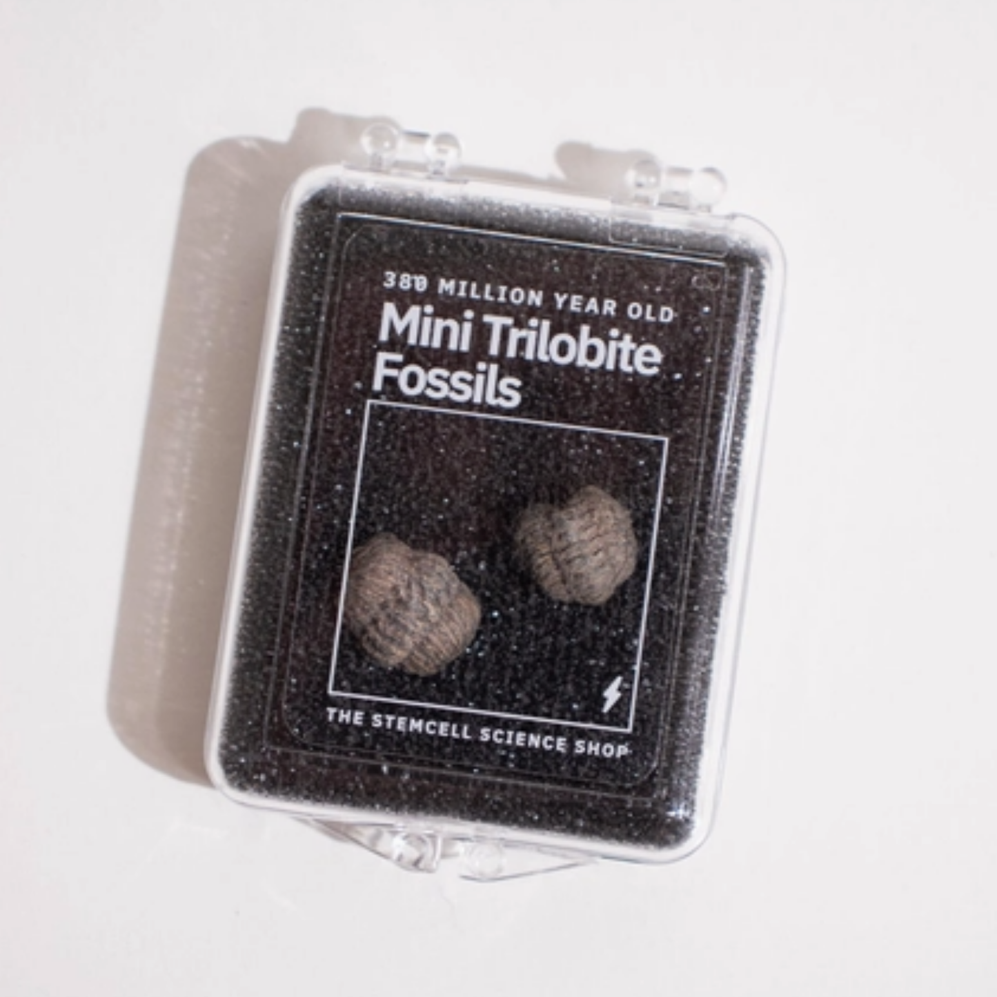 Mini Trilobites