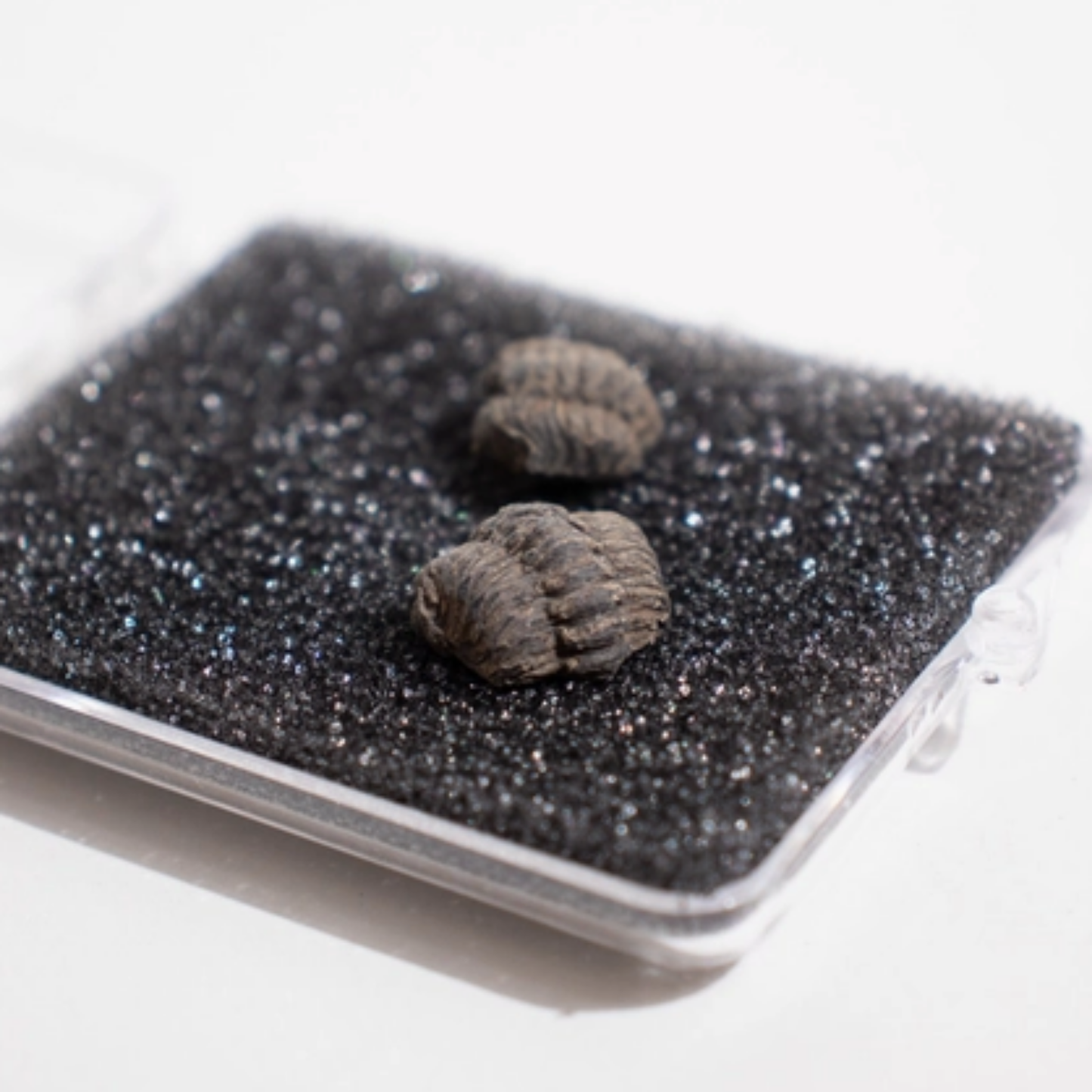 Mini Trilobites