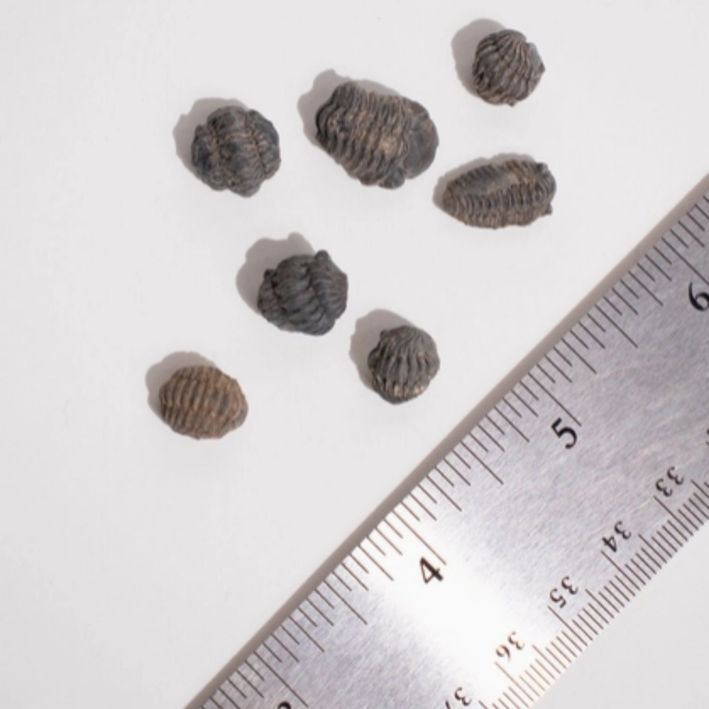 Mini Trilobites