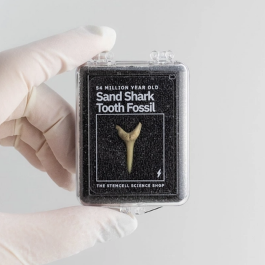 Sand Shark Tooth Fossil