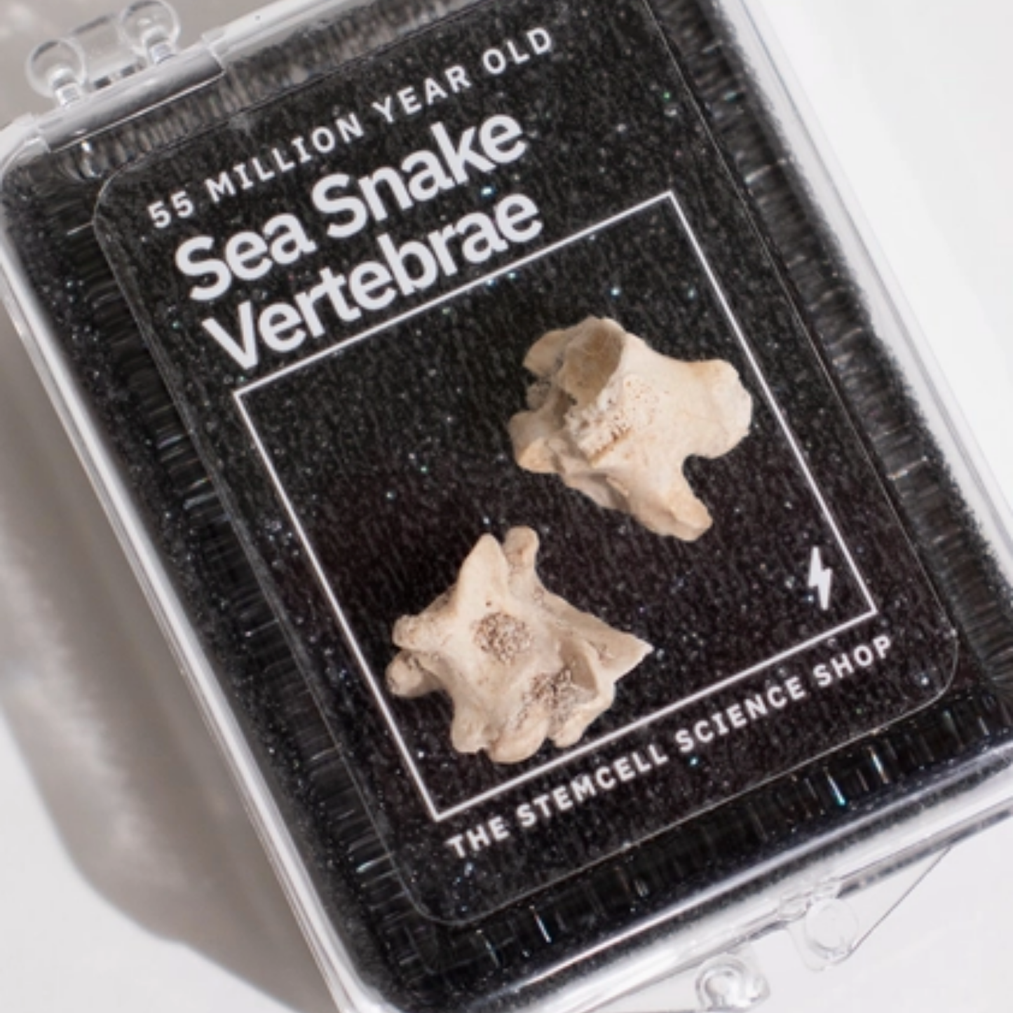 Sea Snake Vertebrae Fossil