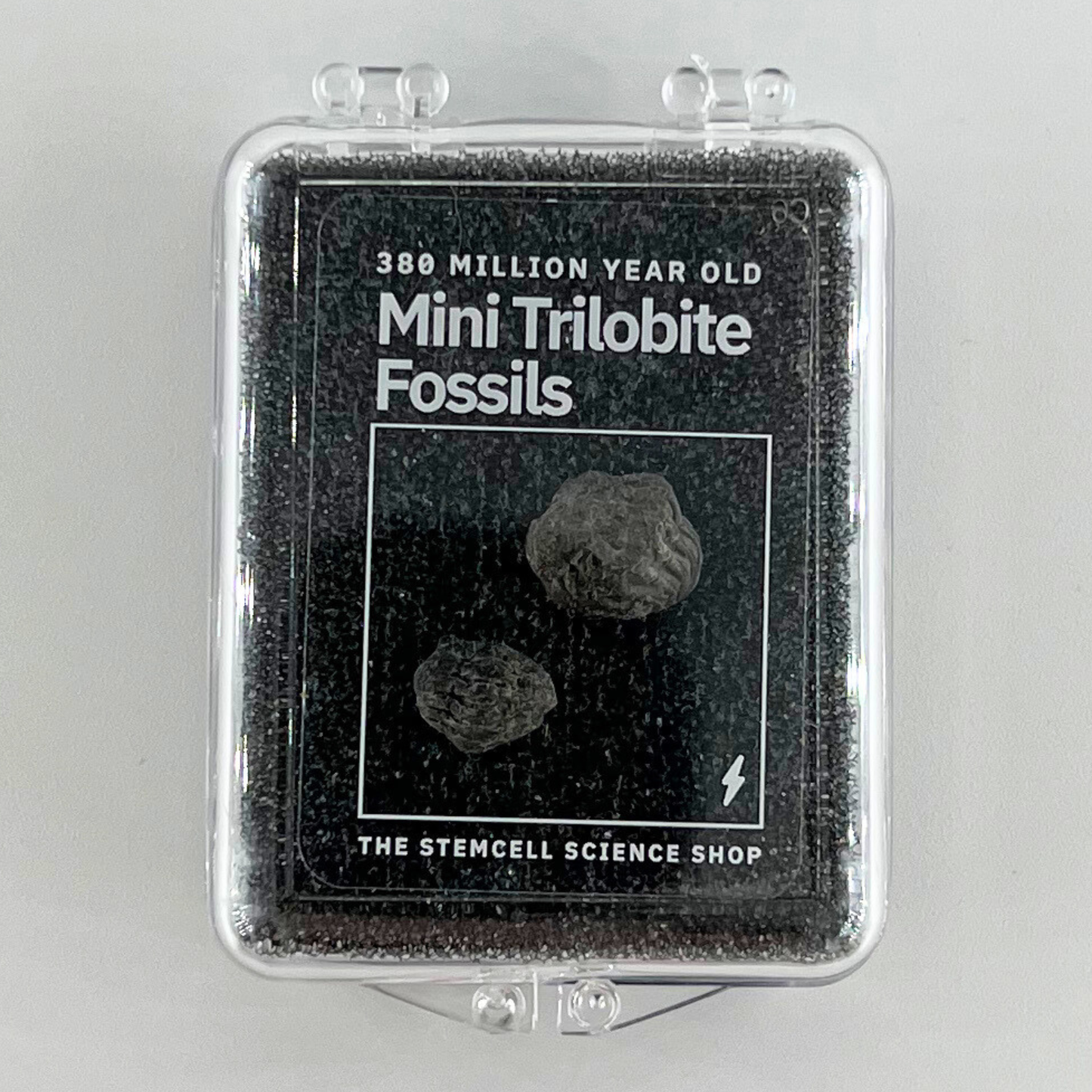 Fossil - Mini-trilobiter