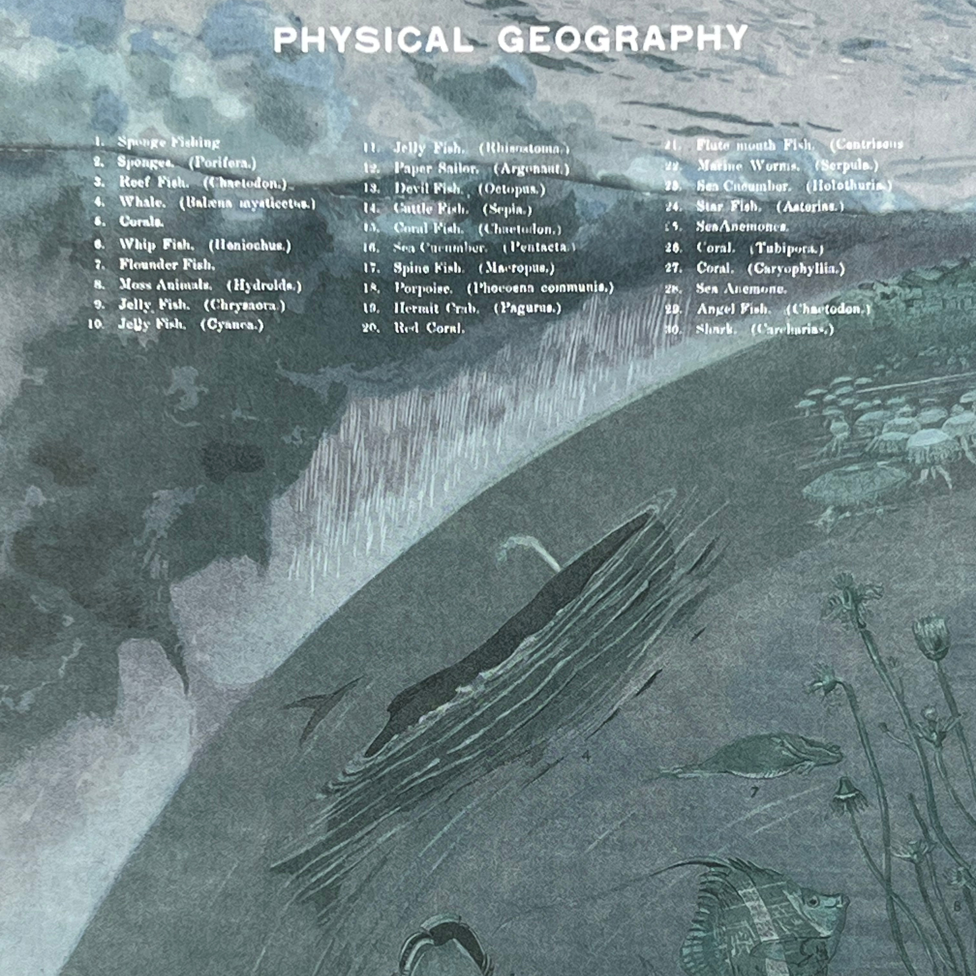 Närbild av baksidan på anteckningsboken Havsplanet med namngivna fiskar och korallarter under rubriken Physical Geography.