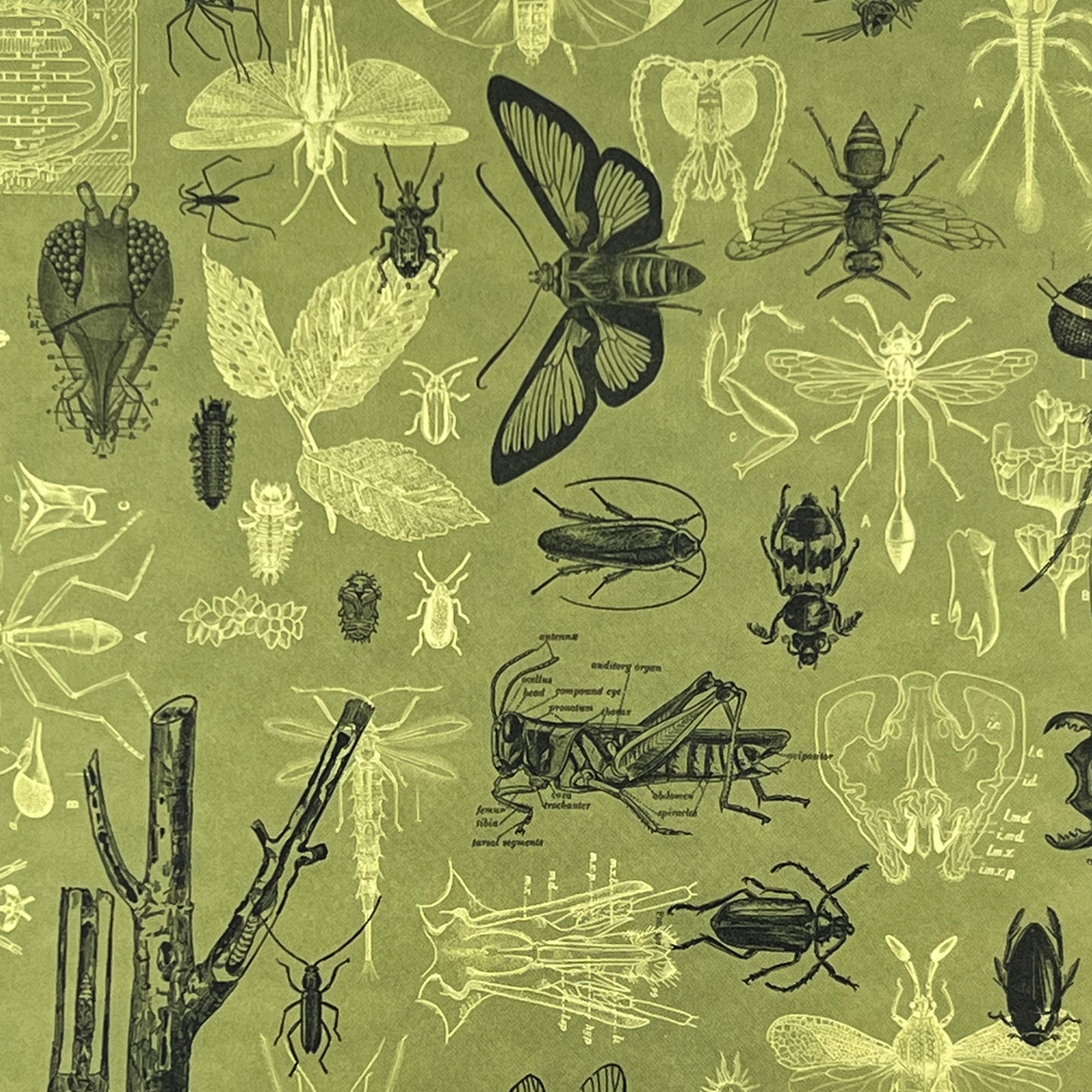 Närbild av baksidan på anteckningsboken Insekter med ljusgrön bakgrund och detaljerade illustrationer av fjärilar, skalbaggar, gräshoppor och entomologiska verktyg.