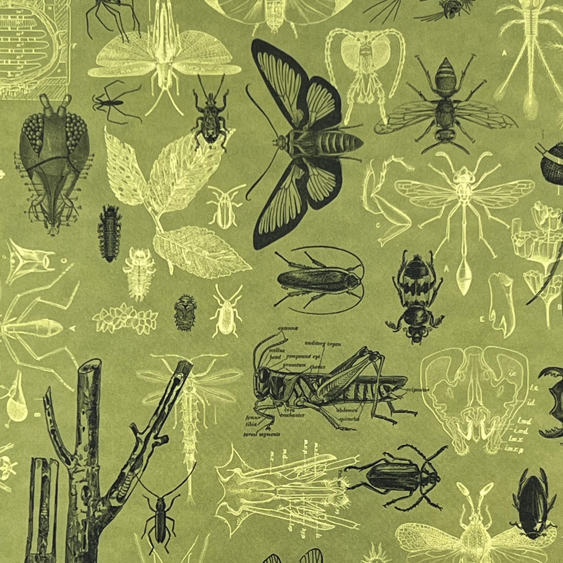 Närbild av baksidan på anteckningsboken Insekter med ljusgrön bakgrund och detaljerade illustrationer av fjärilar, skalbaggar, gräshoppor och entomologiska verktyg.