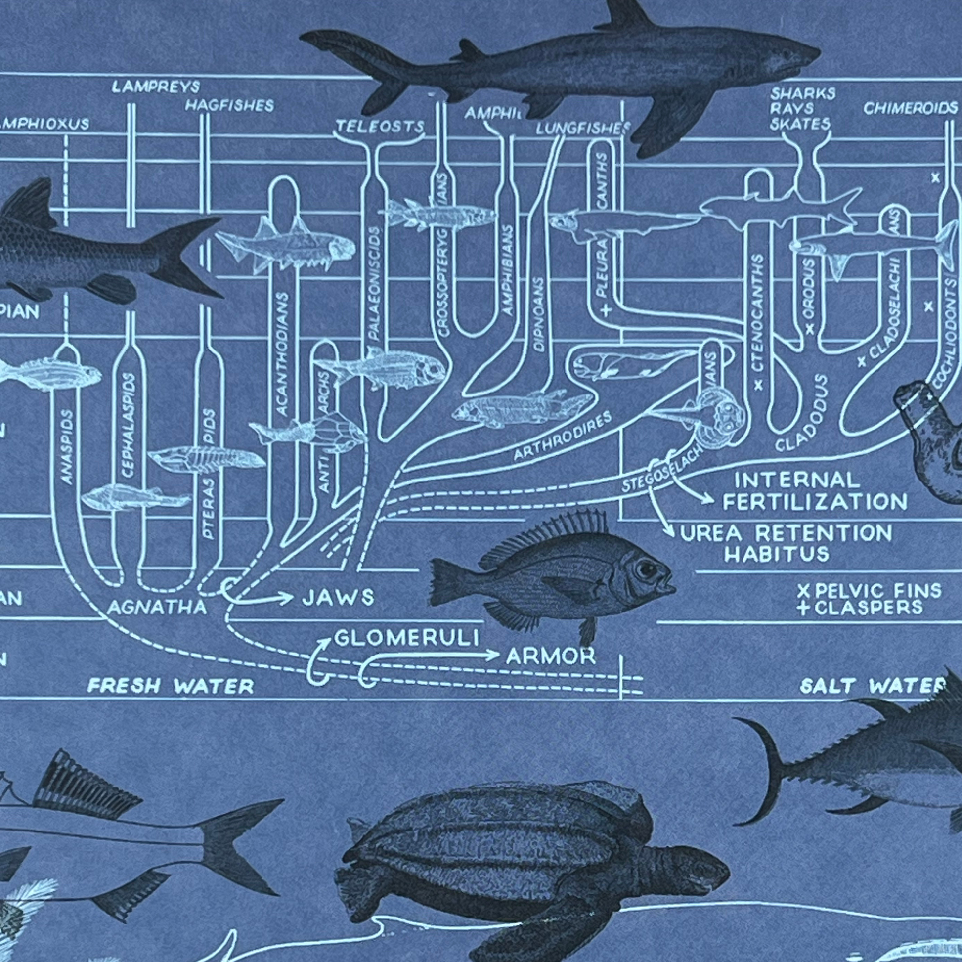 Närbild av baksidan på anteckningsboken Marina Djur med detaljerad vit illustration av ett marint släktträd, hajar, fiskar och en havssköldpadda mot blå bakgrund.