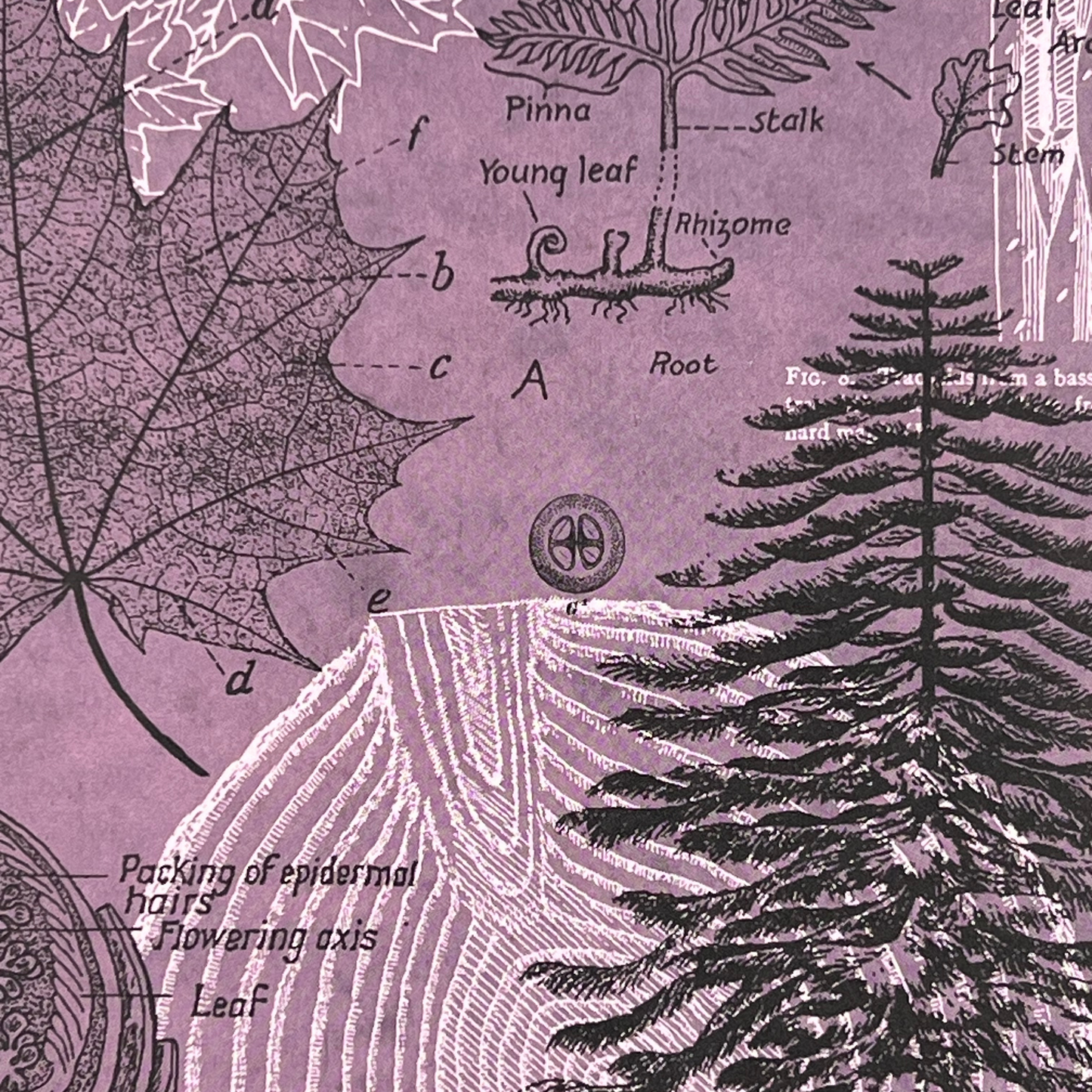 Närbild av framsidan på anteckningsboken Skog i Skymning – lila omslag med vetenskapliga illustrationer av träd, svampar och löv, tryckt på återvunnet papper.